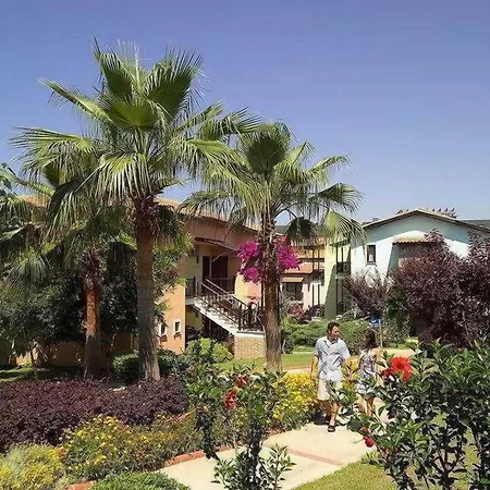 Gypsophila Village